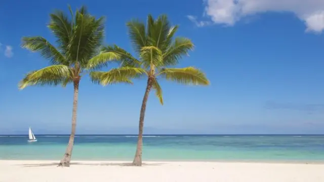 white sandy beach with palm trees