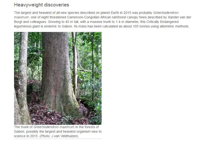 The trunk of Gilbertiodendron maximum in the forests of Gabon, possibly the largest and heaviest organism new to science in 2015.