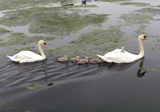 Swans in Stanford Rivers