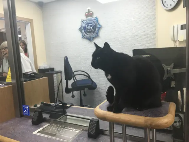 Bobby the Police Cat