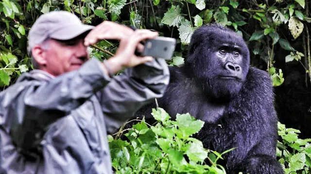 Tourist taking a photo of himself with a gorilla in Rwanda