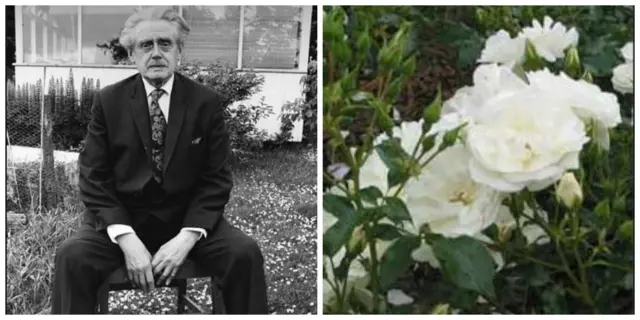 Hugh MacDiarmid and white rose