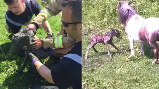 Foal being rescued