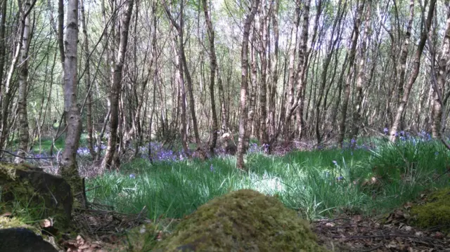 Bluebells from Perry