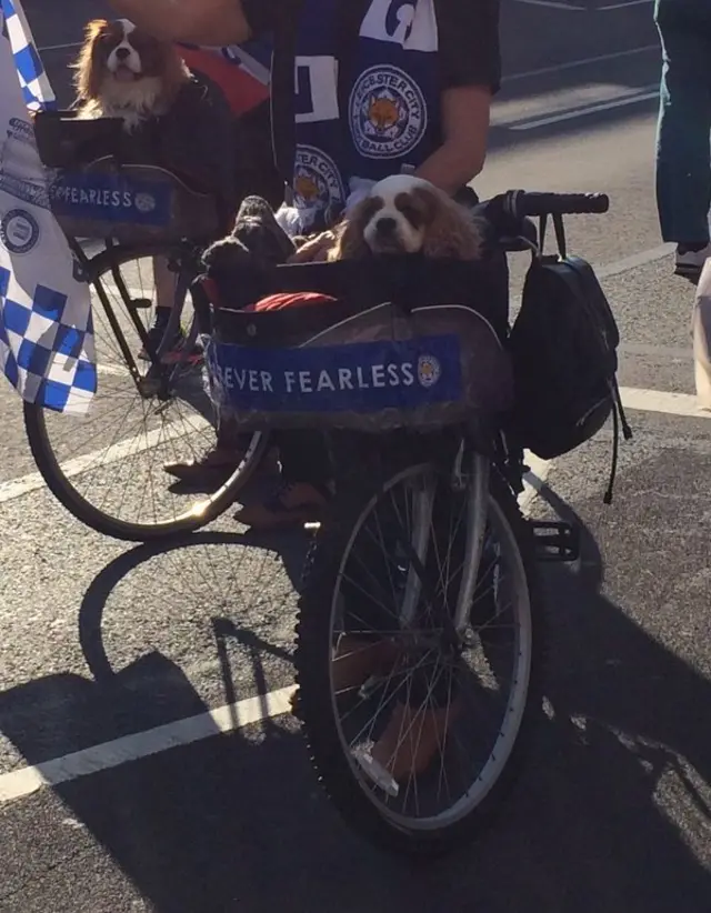 Dogs in bike basket