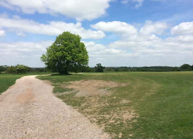 Dale Hill at Locko Park in Spondon is the first all-natural burial ground in Derby