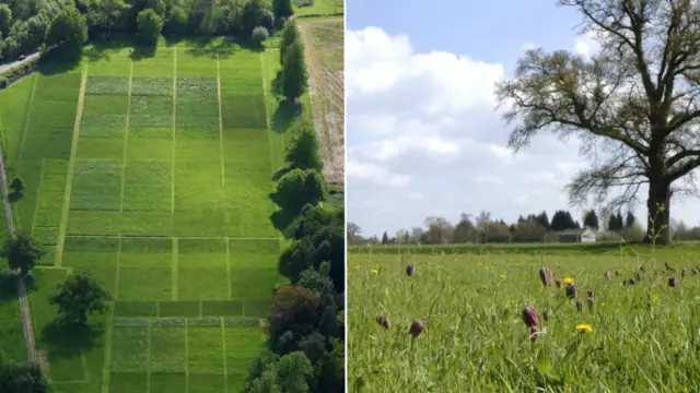 Park Grass in Harpenden