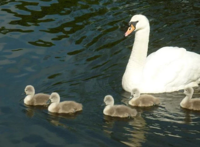 Swan with cygnets in Belper