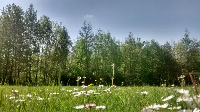 Daisies in Buckingham