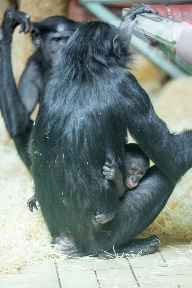 Moko and Kianga