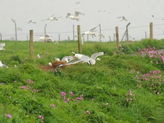 Gulls at Bempton Cliffs