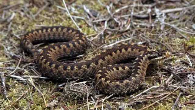 Adder