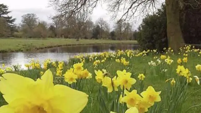 Shugborough daffodils