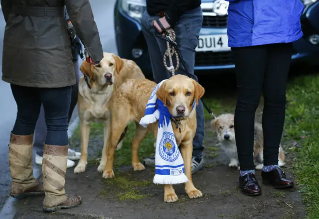 Dogs in Leicester outside of Jamie Vardy's how