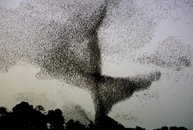 A large flock of starling birds fly over an Algiers park at sunset seeking an area to land for the evening 15 February 2006.