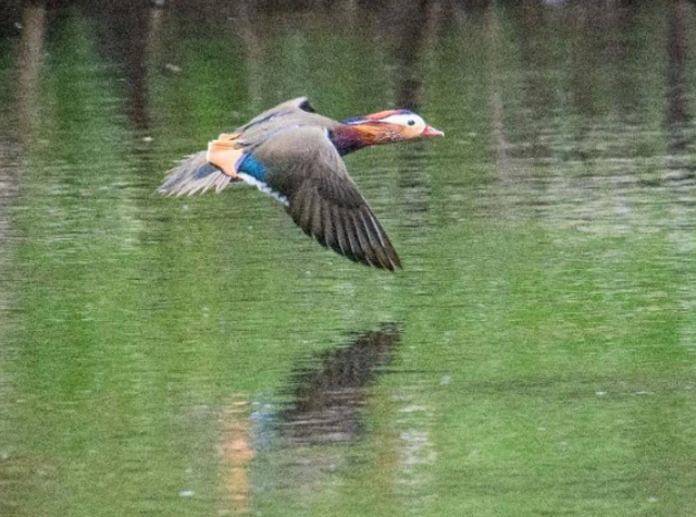 Manadarin duck in full flight at Stoney Middleton