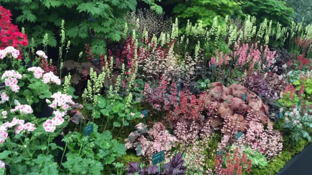 Flowers on display