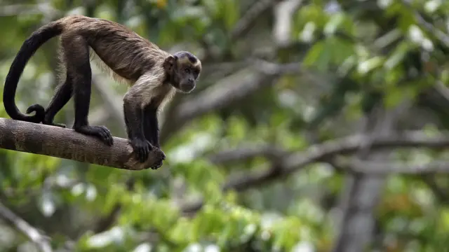 Capuchin monkey
