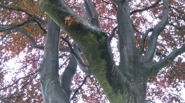 Japanese Maple in the rain