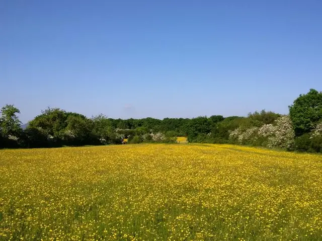 Field of wild flowers