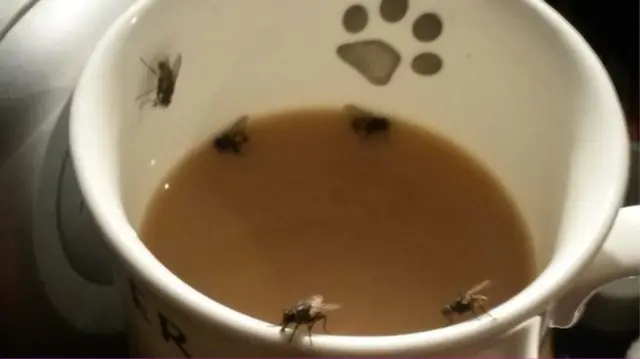 Flies in cup