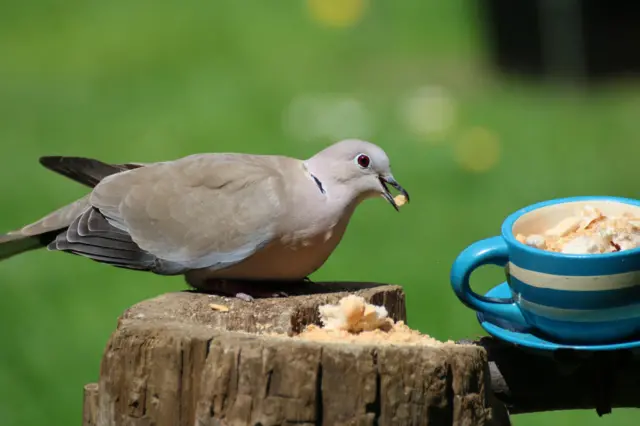 Biscuit bird