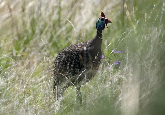 Guinea fowl