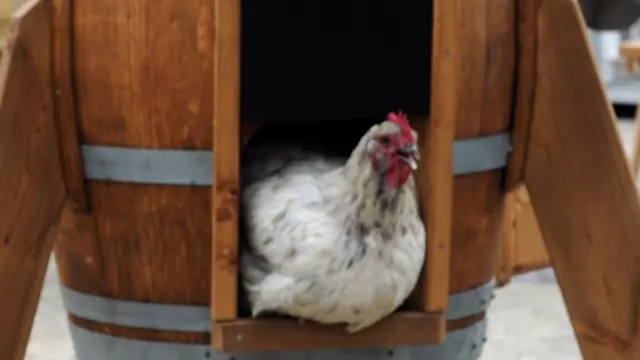 A hen in a henhouse