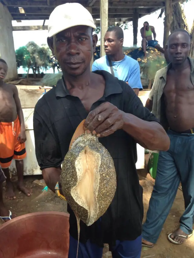 Fisherman holding up a sea snail in Ivory Coast