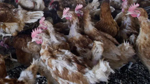 Chickens in West Africa