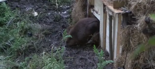 Beaver released into wild. Pic: Devon Wildlife Trust