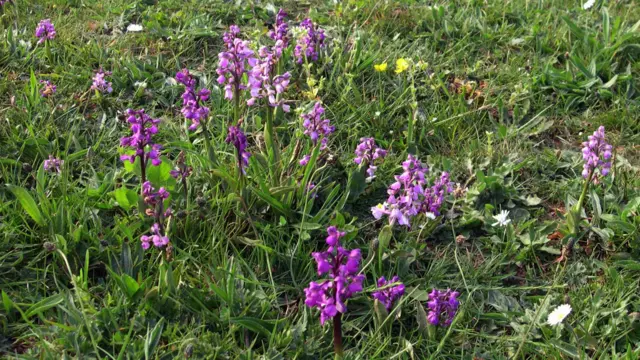 Green winged orchids