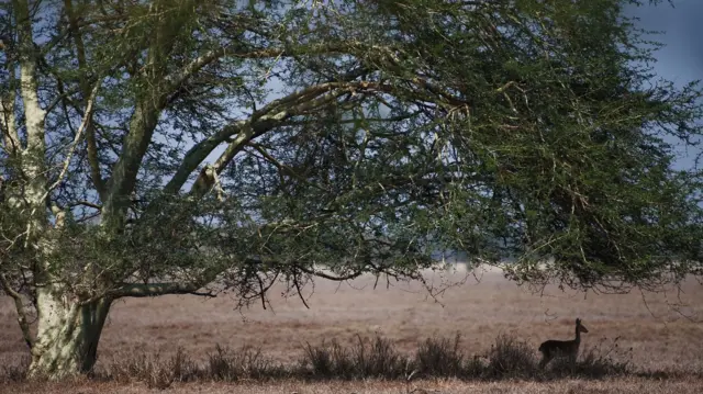 An impala enjoys the shade of fever tree on November 5, 2010 in the Gorongosa National Park in Mozambique