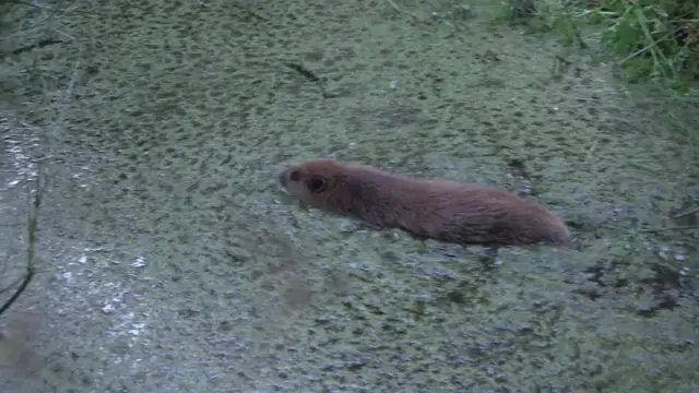 Beaver