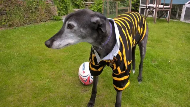 Alfa the dog in Cornwall rugby strip