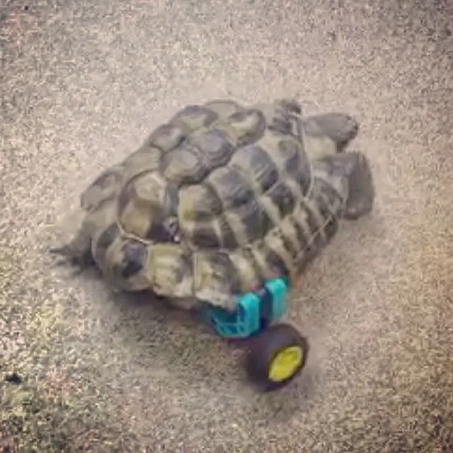 Tortoise