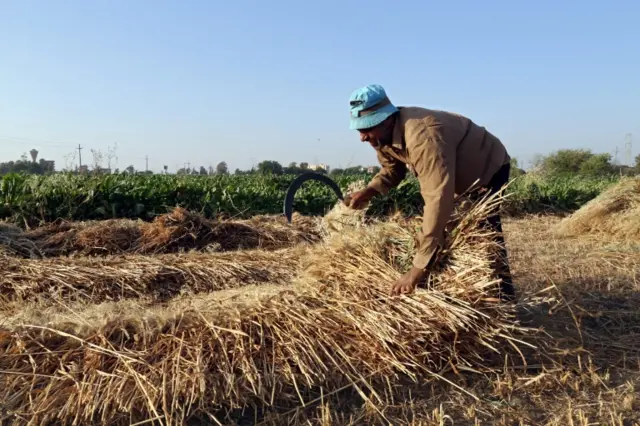 Man gathering the harvest
