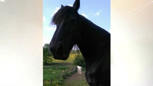 Horses at Denford