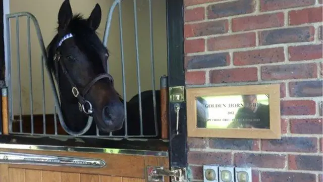 Golden Horn at stud