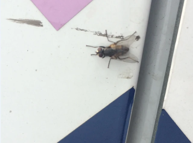 Fly in the Slack Lane area of Derby