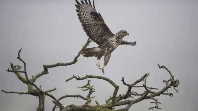 Bird taking off from tree