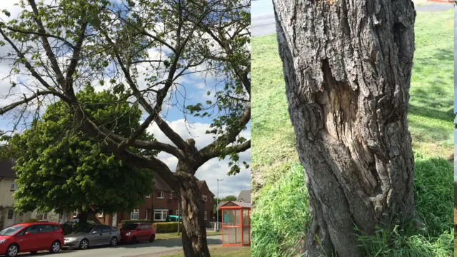 One of the cherry trees and, inset, the damage on the trunk