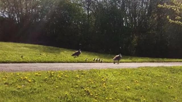 Ducks on a park footpath in Stoke-on-Trent