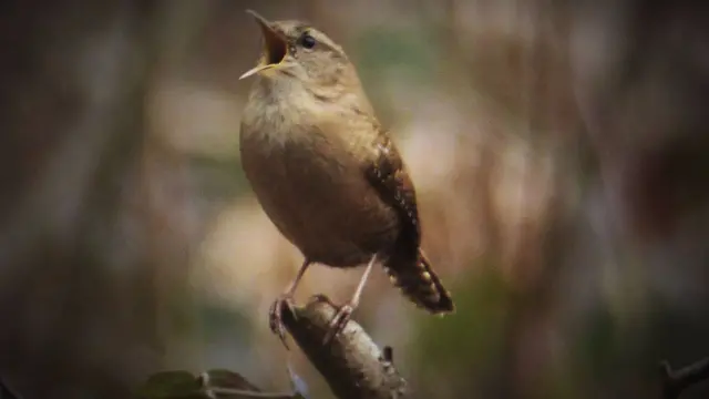 Bird singing