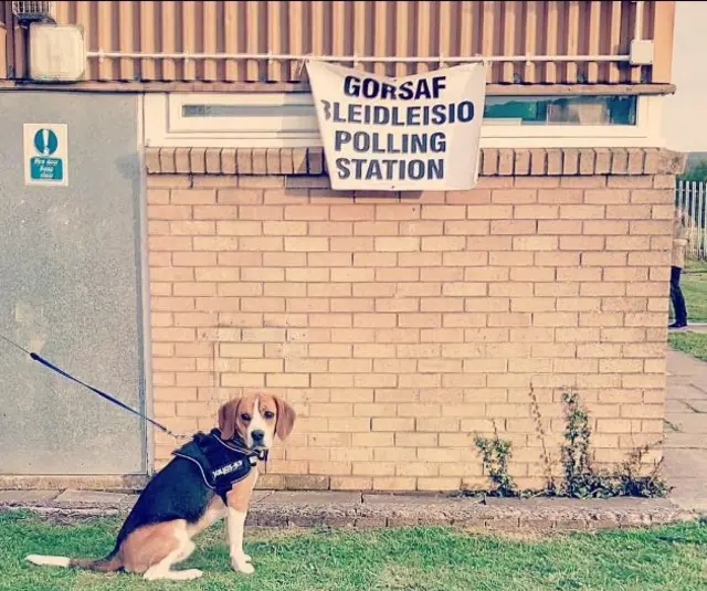 Dog at a polling station