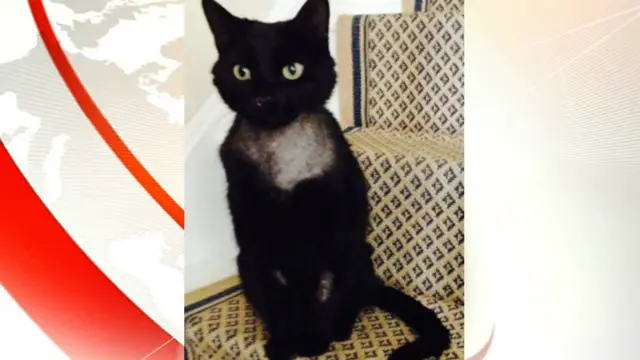 Tom, the cat which was shot