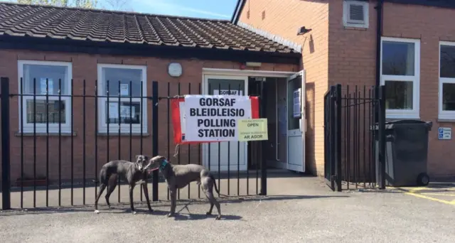 Dog at a polling station