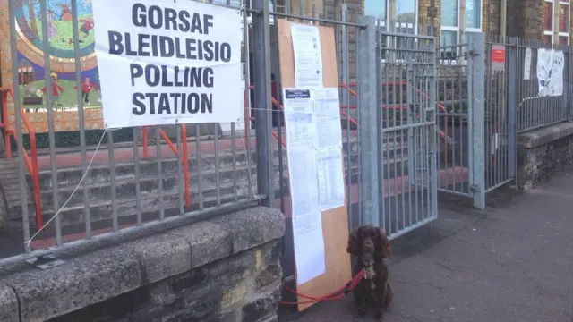 Dog at a polling station