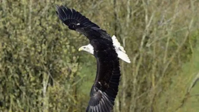 Bald eagle