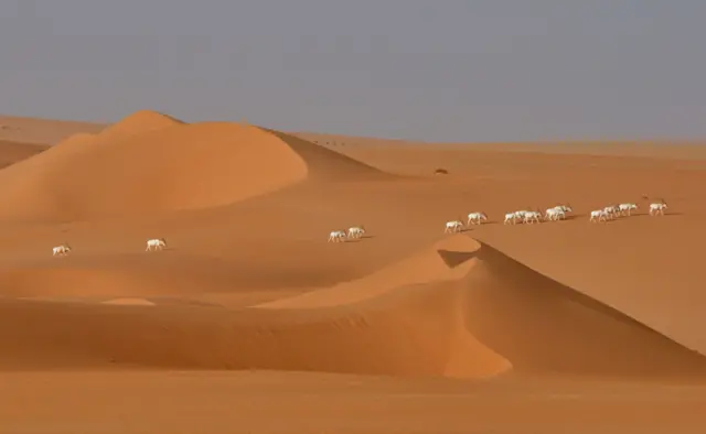 Saharan Addax antelope